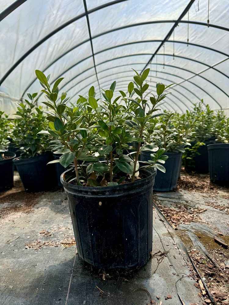 ficus-microcarpa-green-island-ficus-green-island