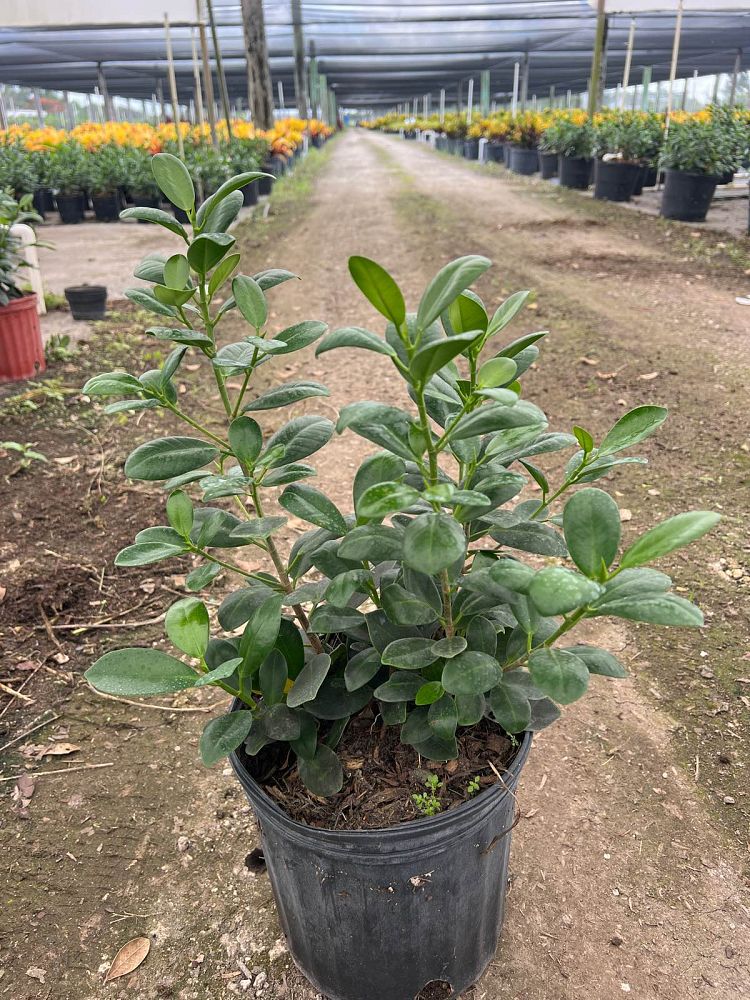 ficus-microcarpa-green-island-ficus-green-island