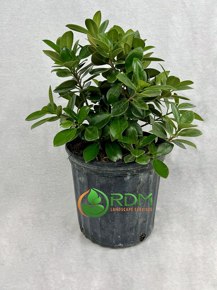 ficus-microcarpa-green-island-ficus-green-island