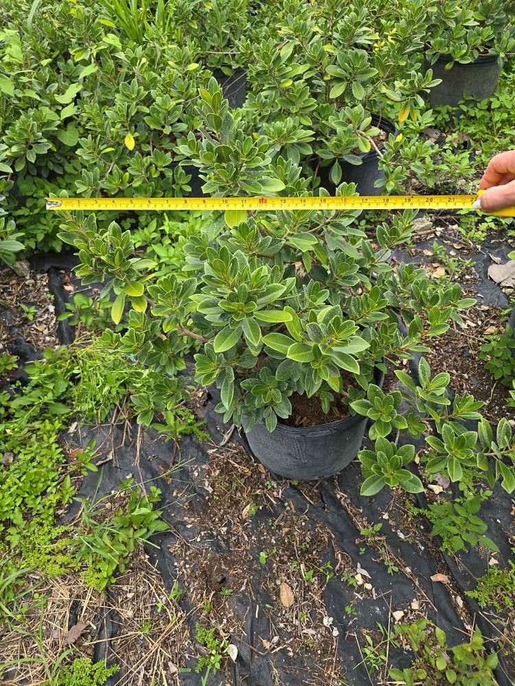 ficus-microcarpa-green-island-ficus-green-island