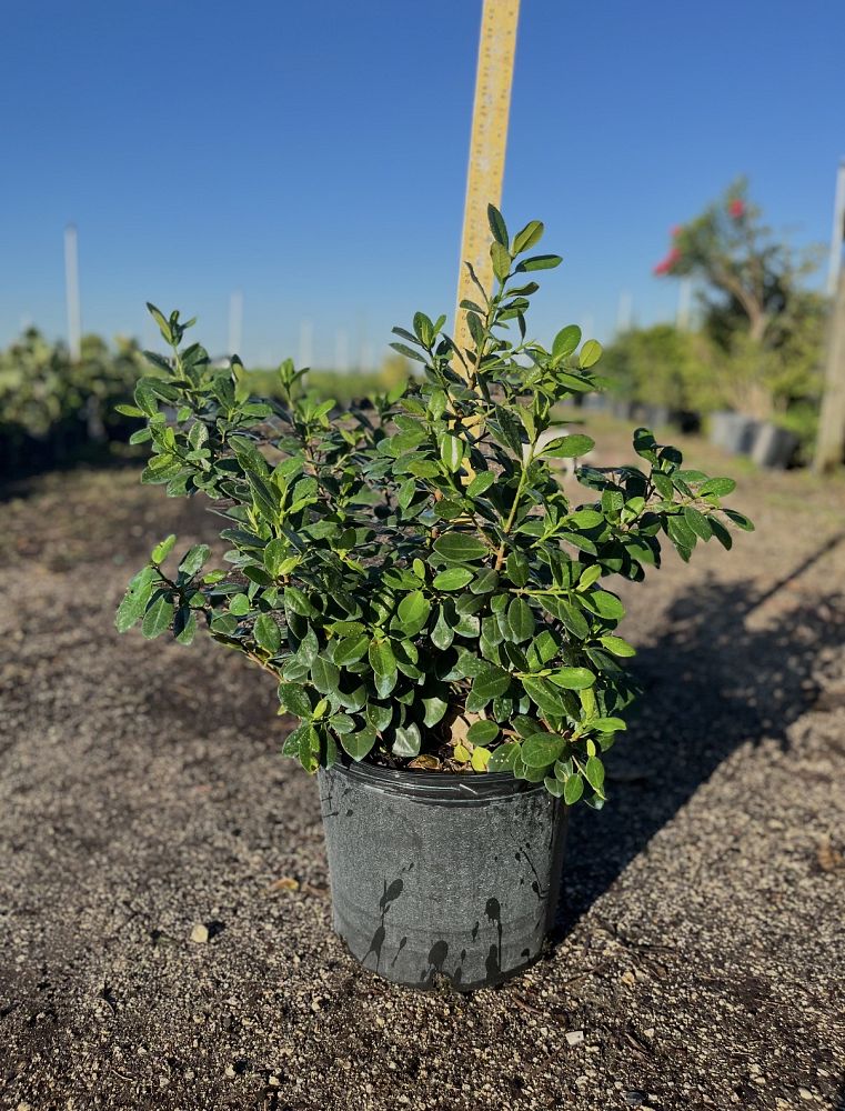 ficus-microcarpa-green-island-ficus-green-island