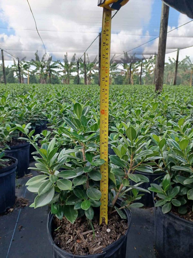 ficus-microcarpa-green-island-ficus-green-island