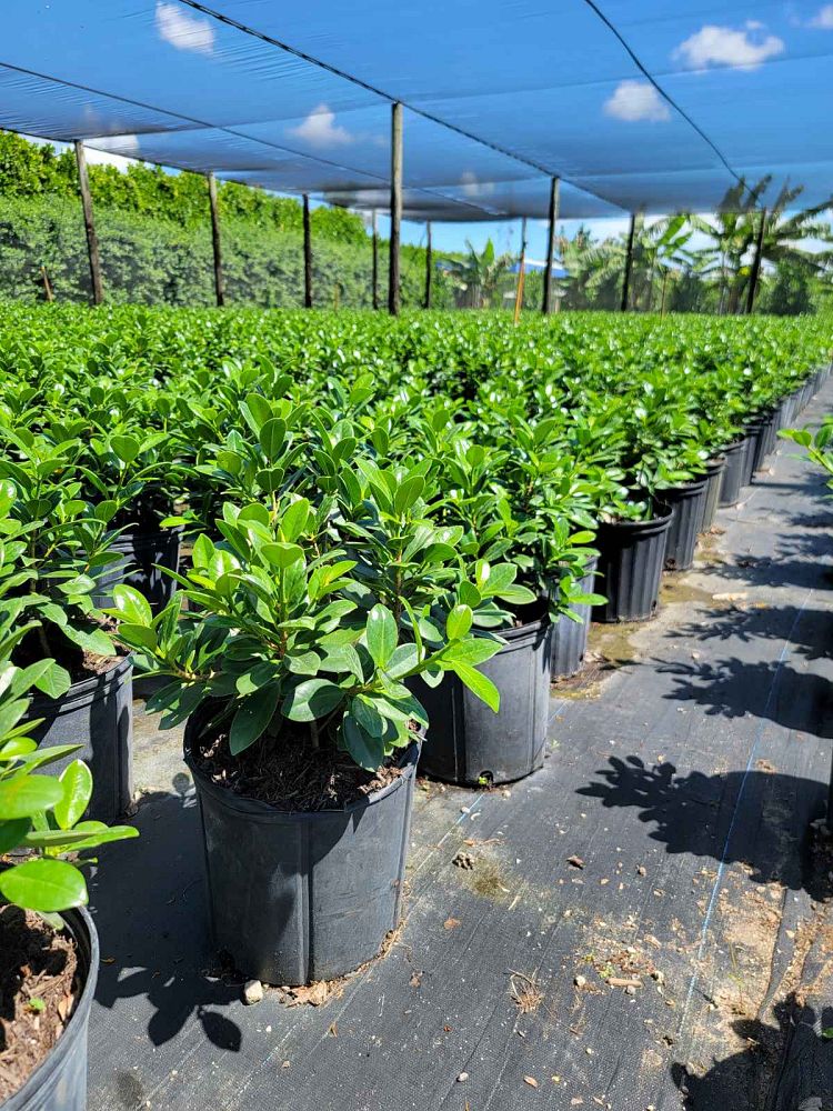 ficus-microcarpa-green-island-ficus-green-island