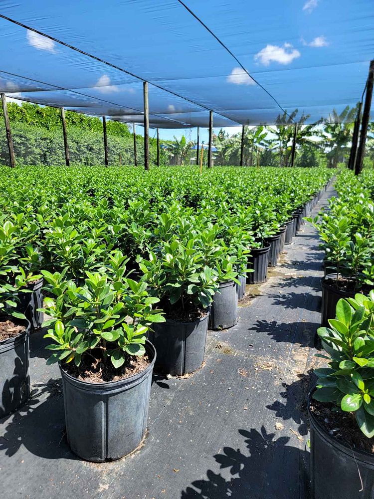 ficus-microcarpa-green-island-ficus-green-island