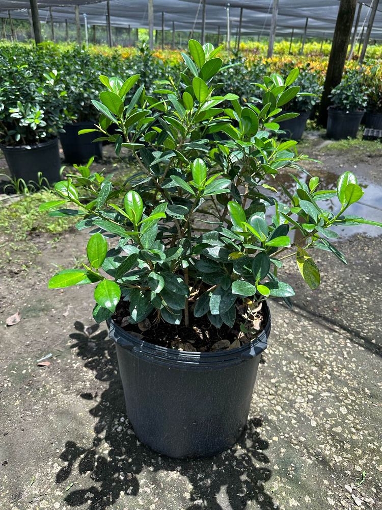 ficus-microcarpa-green-island-ficus-green-island