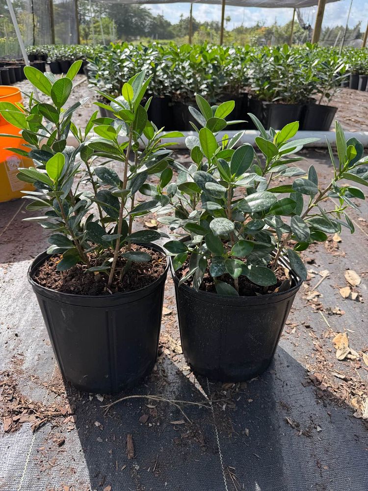 ficus-microcarpa-green-island-ficus-green-island