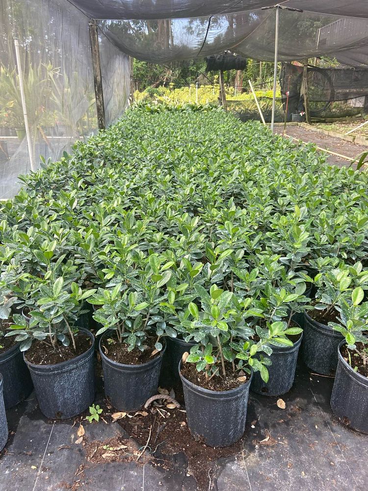 ficus-microcarpa-green-island-ficus-green-island