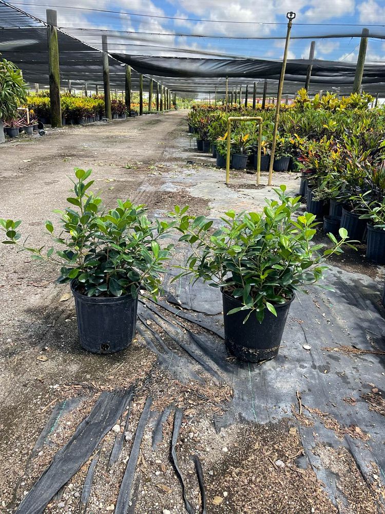ficus-microcarpa-green-island-ficus-green-island