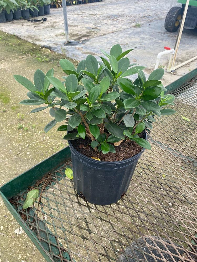 ficus-microcarpa-green-island-ficus-green-island