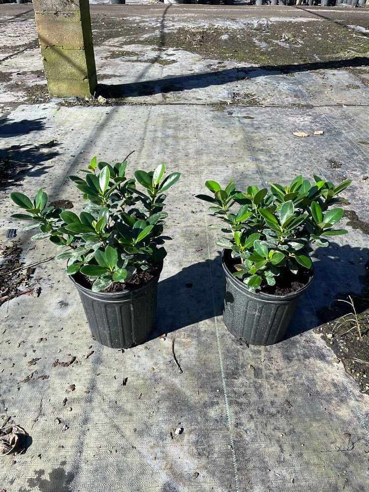 ficus-microcarpa-green-island-ficus-green-island