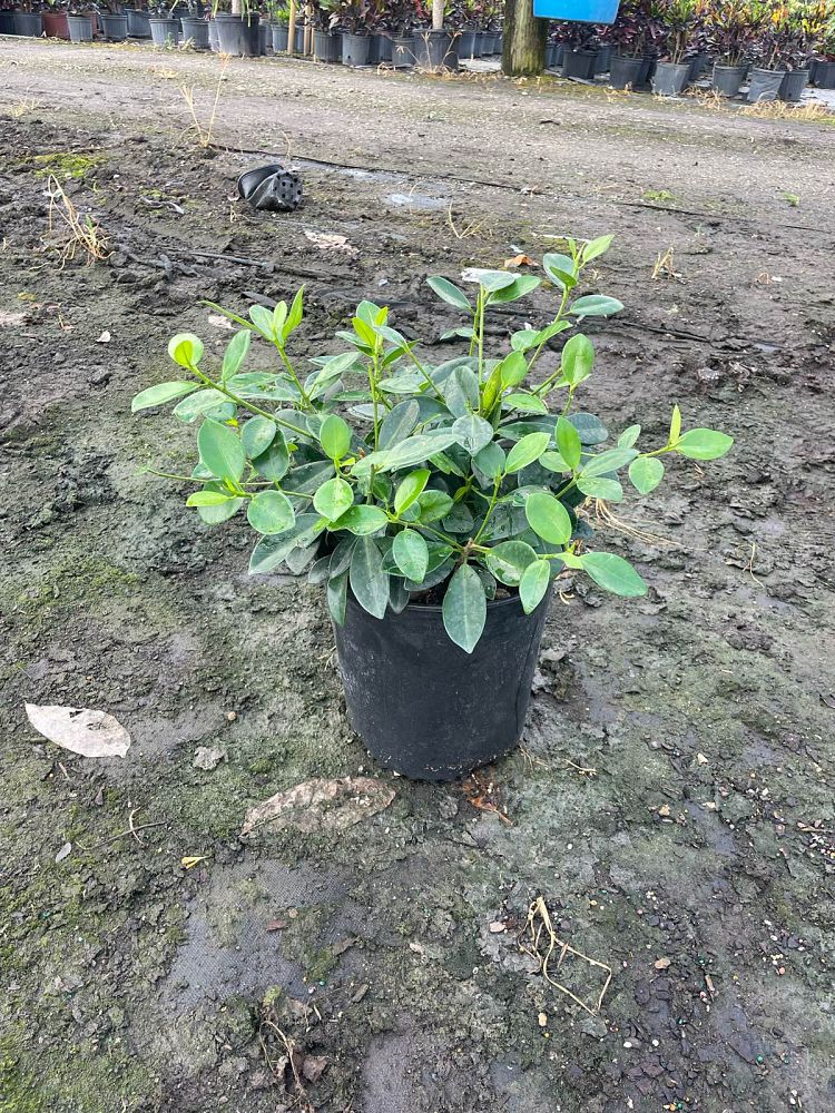 ficus-microcarpa-green-island-ficus-green-island