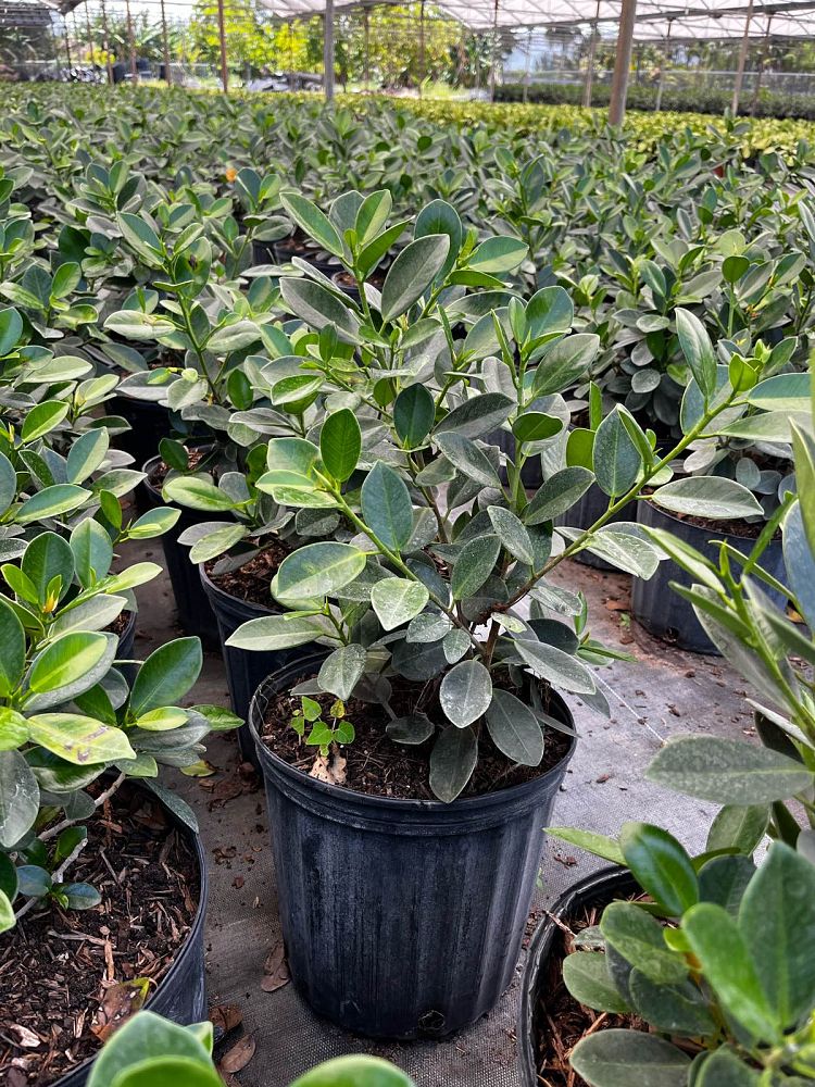 ficus-microcarpa-green-island-ficus-green-island