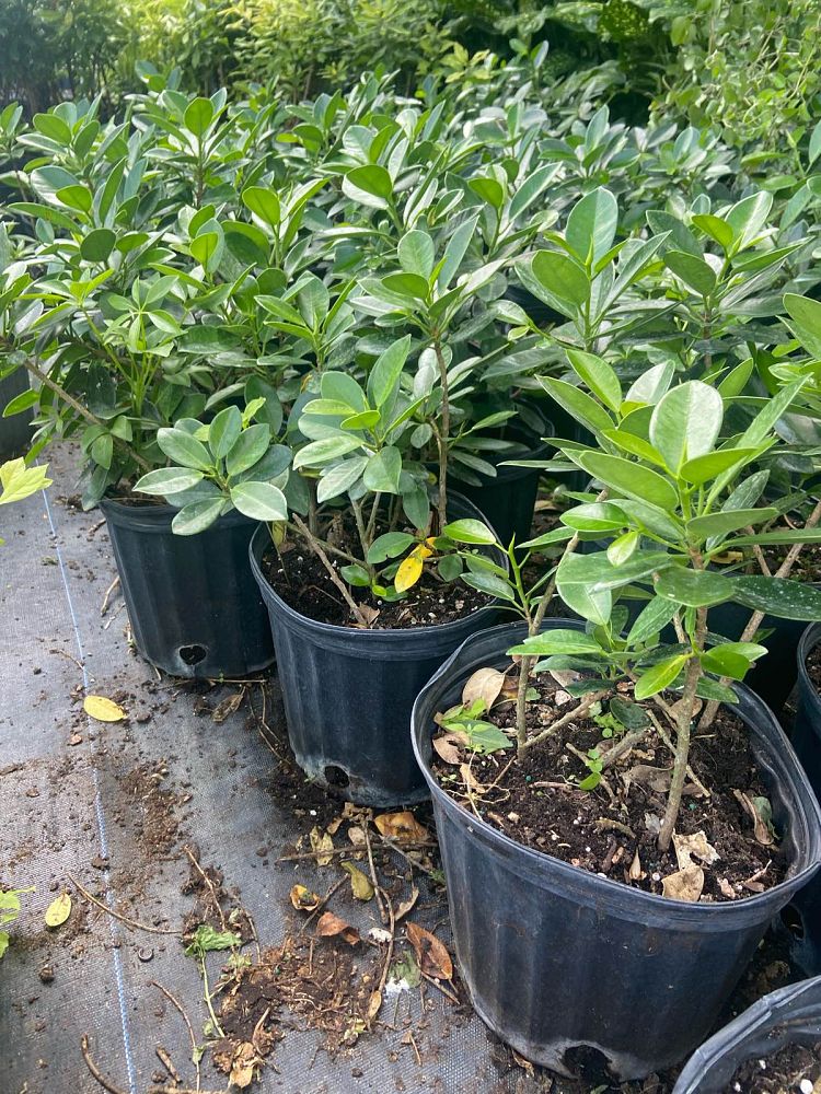 ficus-microcarpa-green-island-ficus-green-island