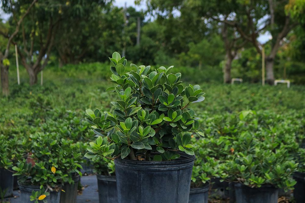 ficus-microcarpa-green-island-ficus-green-island
