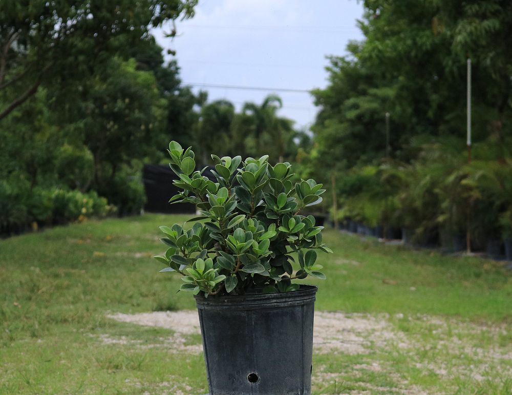 ficus-microcarpa-green-island-ficus-green-island