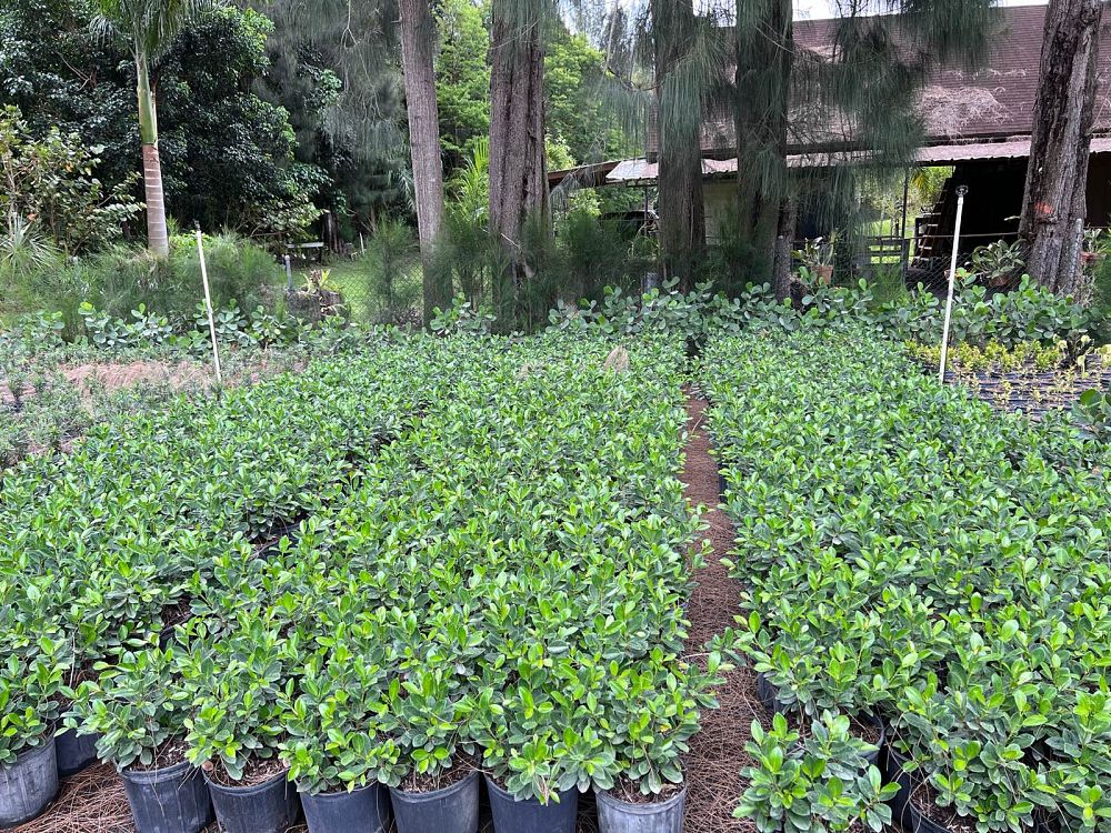 ficus-microcarpa-green-island-ficus-green-island