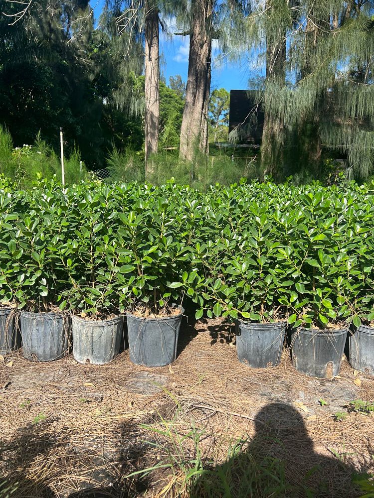 ficus-microcarpa-green-island-ficus-green-island