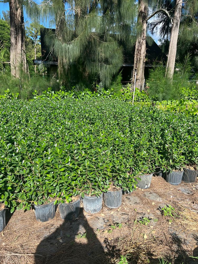 ficus-microcarpa-green-island-ficus-green-island