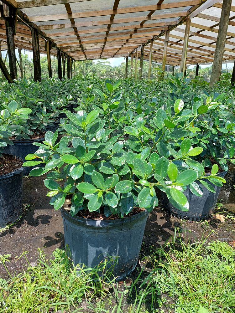 ficus-microcarpa-green-island-ficus-green-island