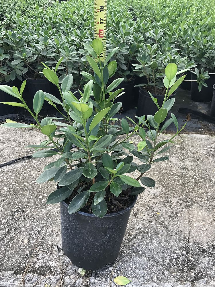 ficus-microcarpa-green-island-ficus-green-island