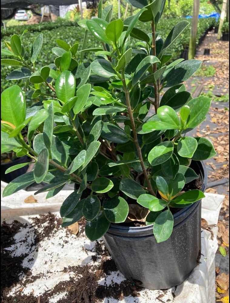 ficus-microcarpa-green-island-ficus-green-island