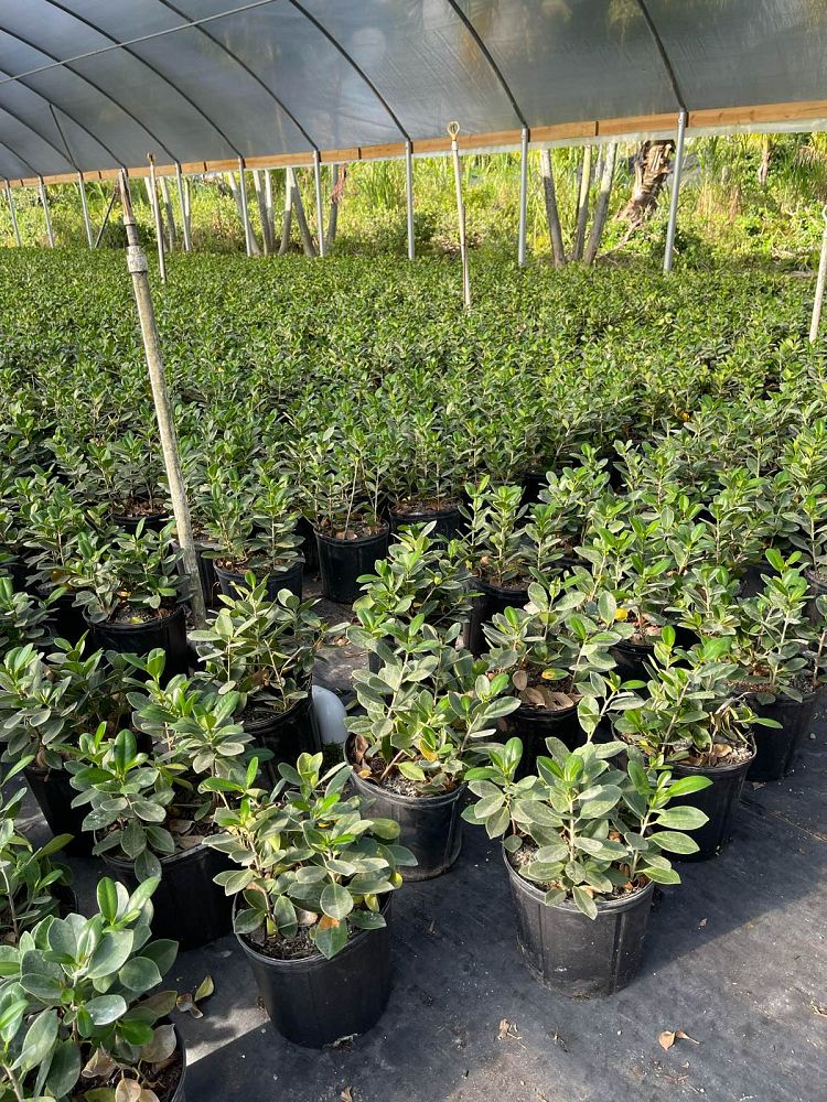 ficus-microcarpa-green-island-ficus-green-island
