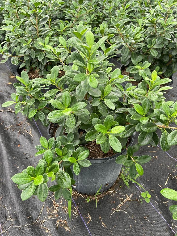 ficus-microcarpa-green-island-ficus-green-island