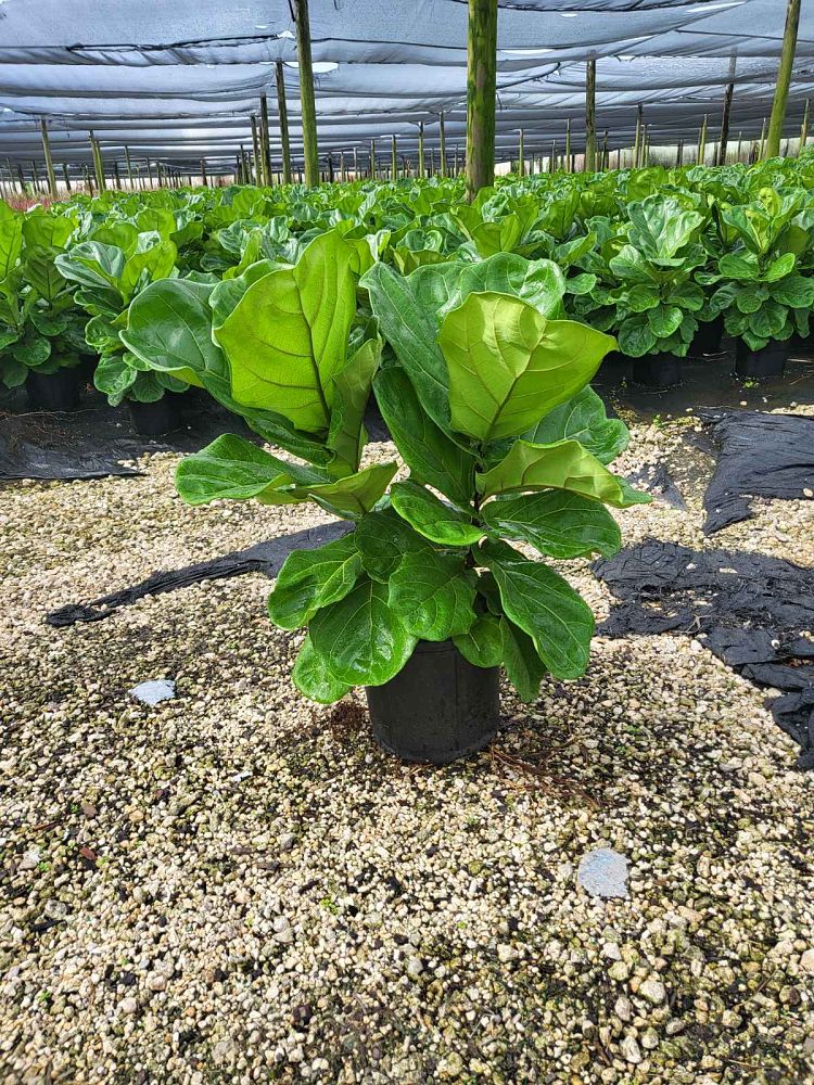 ficus-microcarpa-green-island-ficus-green-island