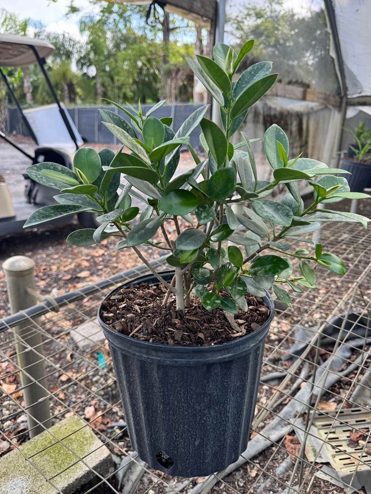ficus-microcarpa-green-island-ficus-green-island