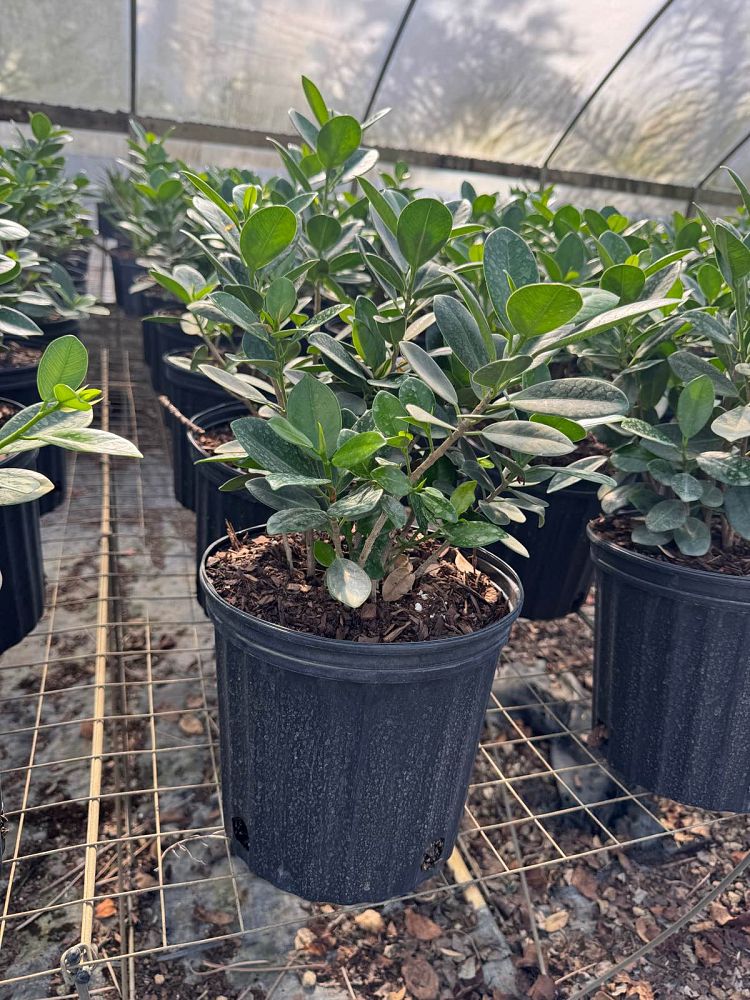 ficus-microcarpa-green-island-ficus-green-island