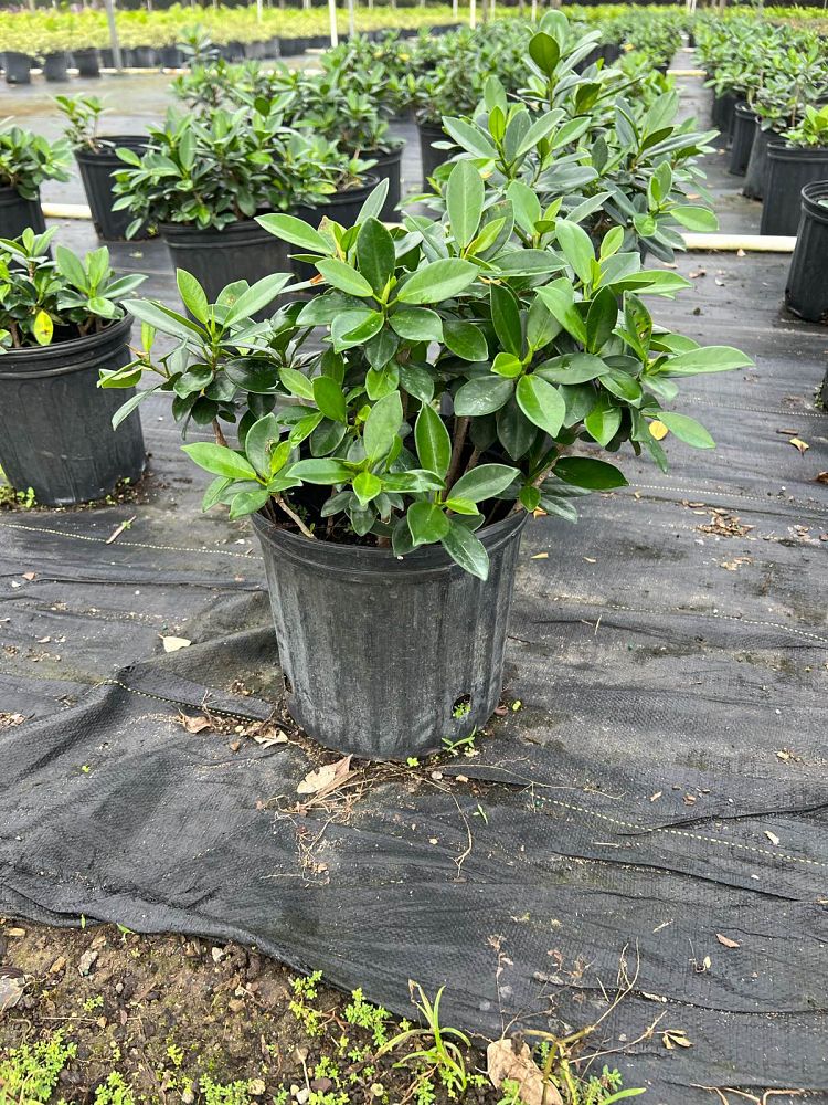 ficus-microcarpa-green-island-ficus-green-island