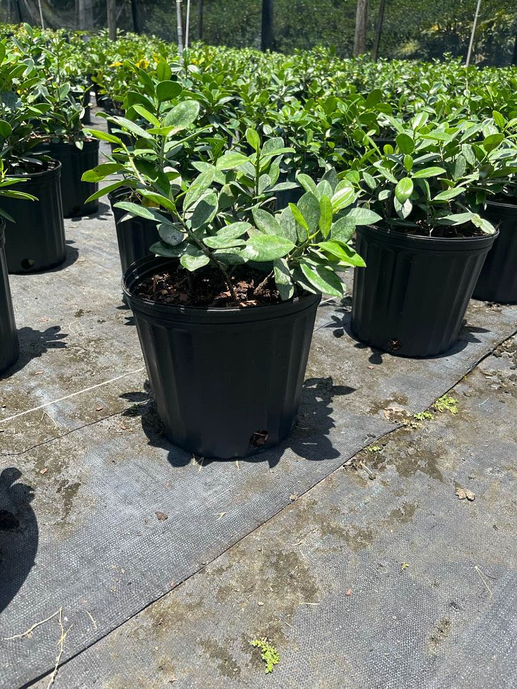 ficus-microcarpa-green-island-ficus-green-island