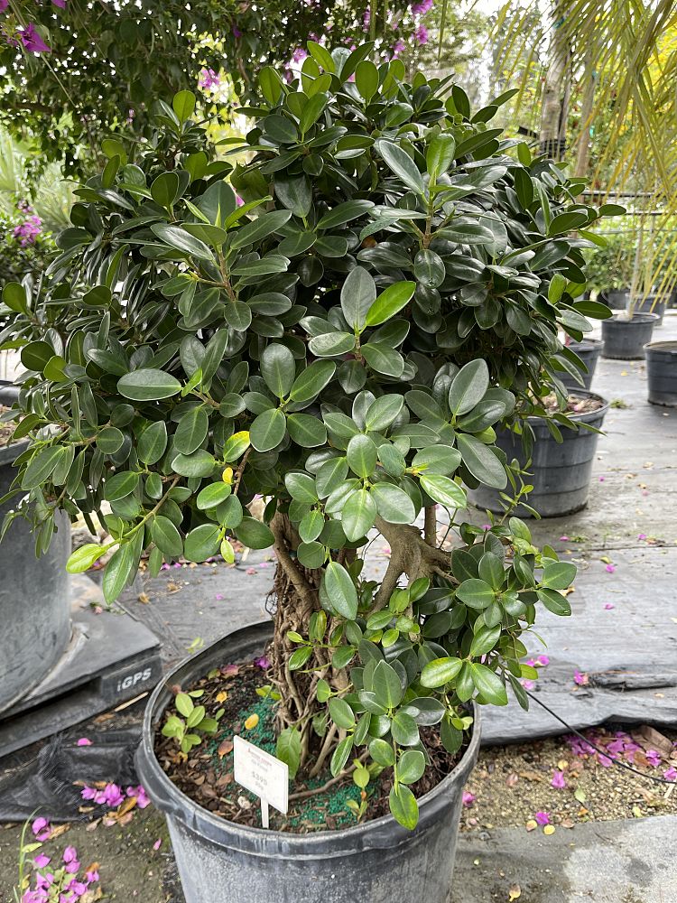 ficus-microcarpa-green-island-ficus-green-island