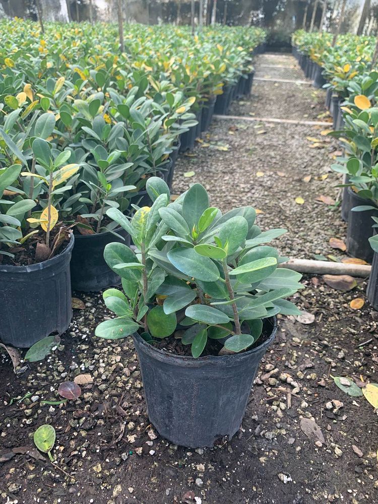 ficus-microcarpa-green-island-ficus-green-island