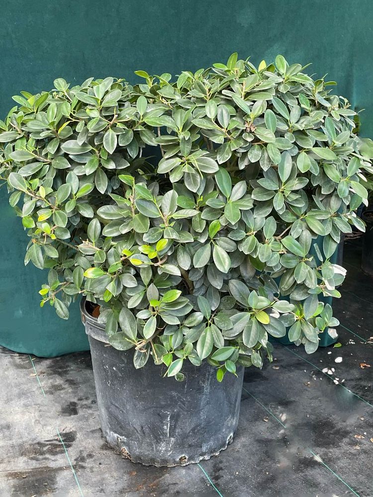 ficus-microcarpa-green-island-ficus-green-island