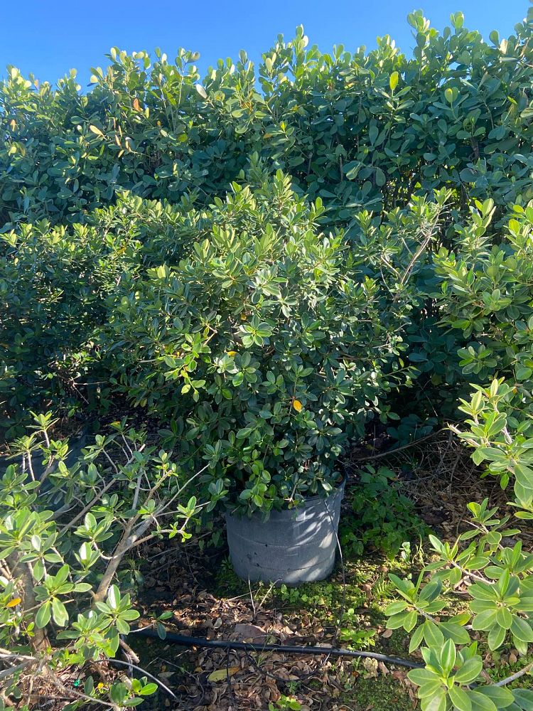 ficus-microcarpa-green-island-ficus-green-island