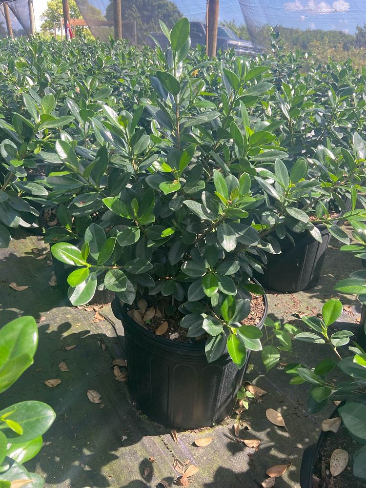 ficus-microcarpa-green-island-ficus-green-island