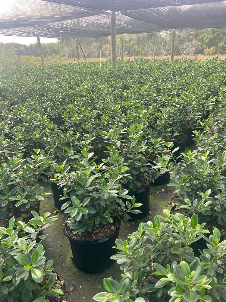 ficus-microcarpa-green-island-ficus-green-island