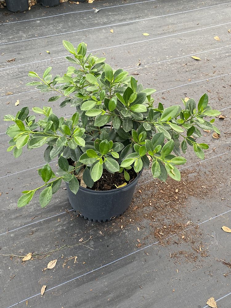 ficus-microcarpa-green-island-ficus-green-island