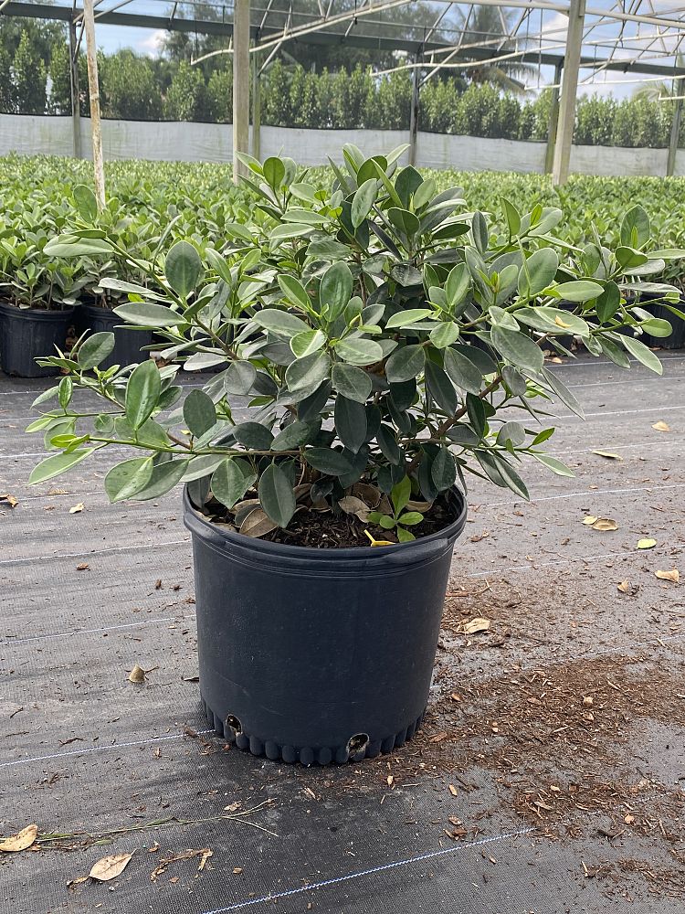 ficus-microcarpa-green-island-ficus-green-island
