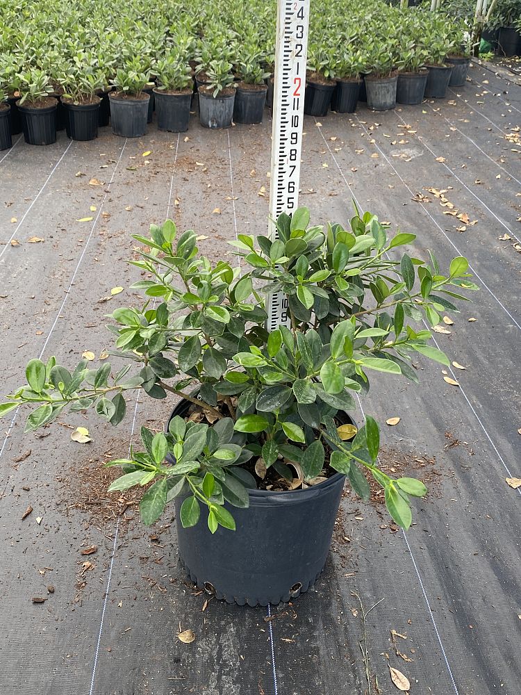 ficus-microcarpa-green-island-ficus-green-island