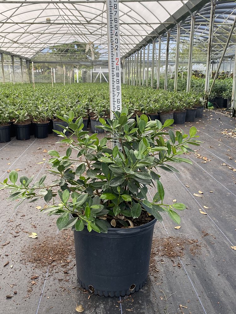 ficus-microcarpa-green-island-ficus-green-island