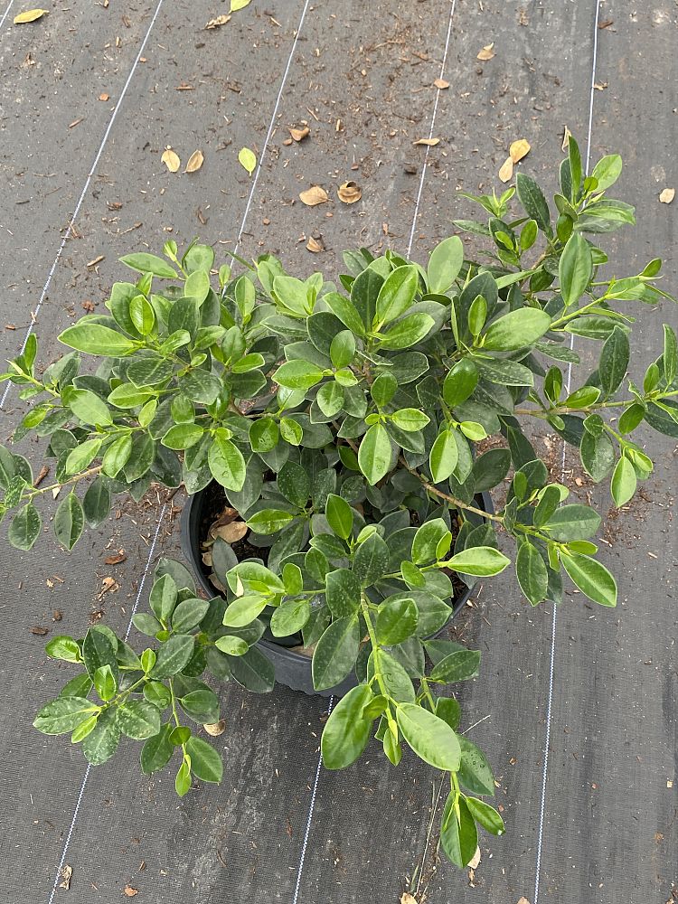 ficus-microcarpa-green-island-ficus-green-island