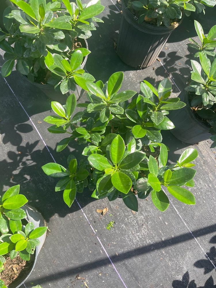 ficus-microcarpa-green-island-ficus-green-island