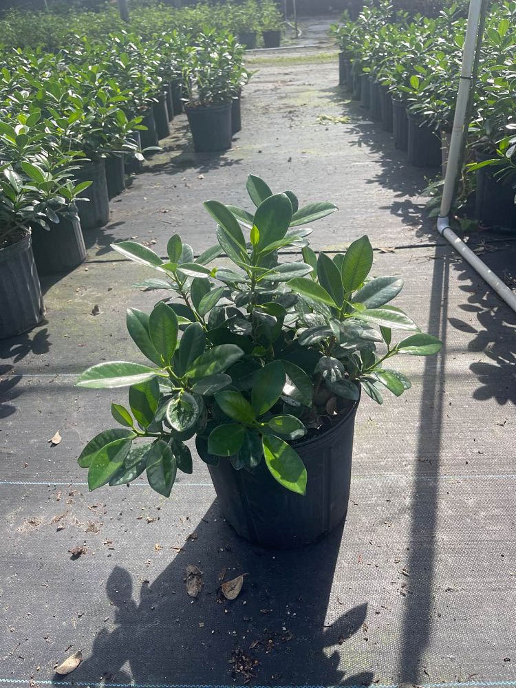 ficus-microcarpa-green-island-ficus-green-island