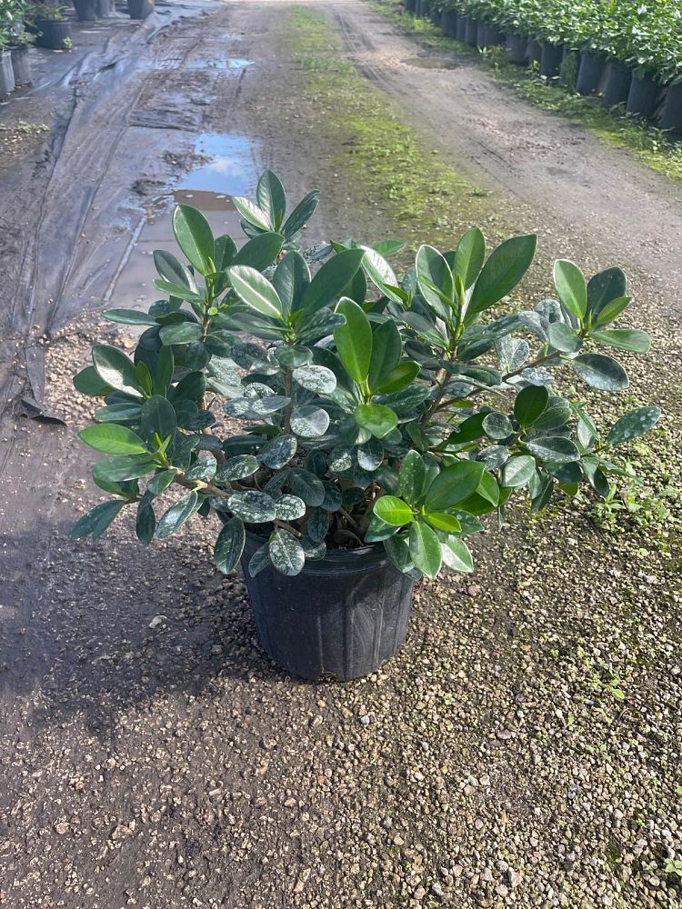 ficus-microcarpa-green-island-ficus-green-island