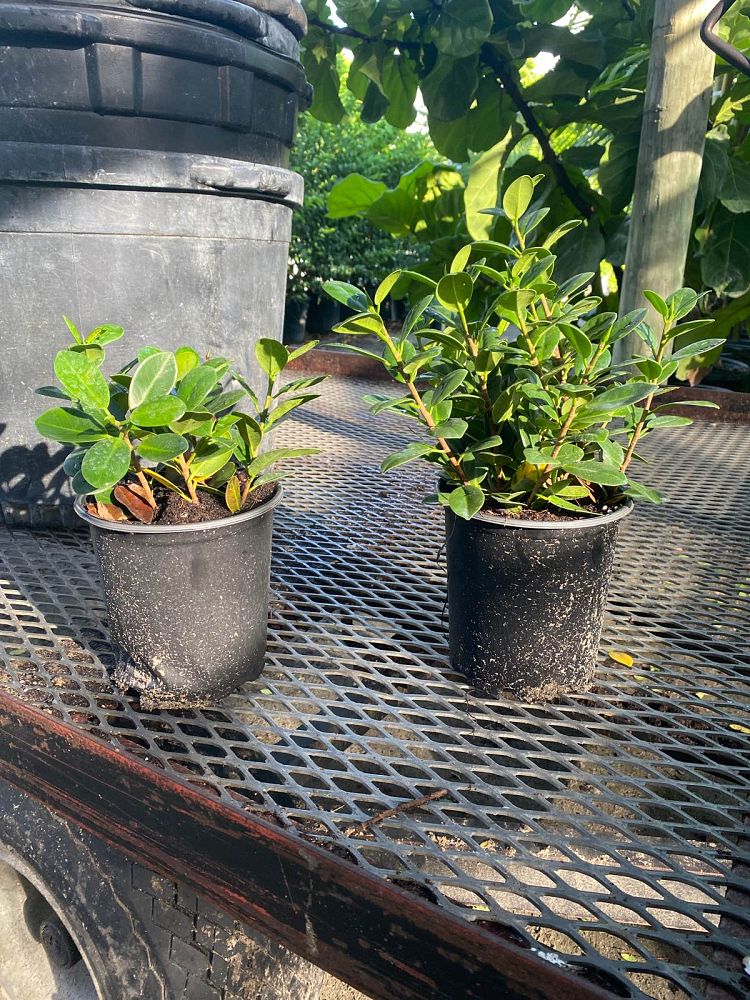 ficus-microcarpa-green-island-ficus-green-island