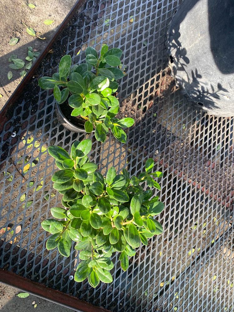 ficus-microcarpa-green-island-ficus-green-island