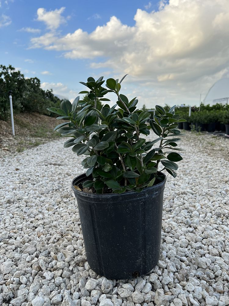 ficus-microcarpa-green-island-ficus-green-island