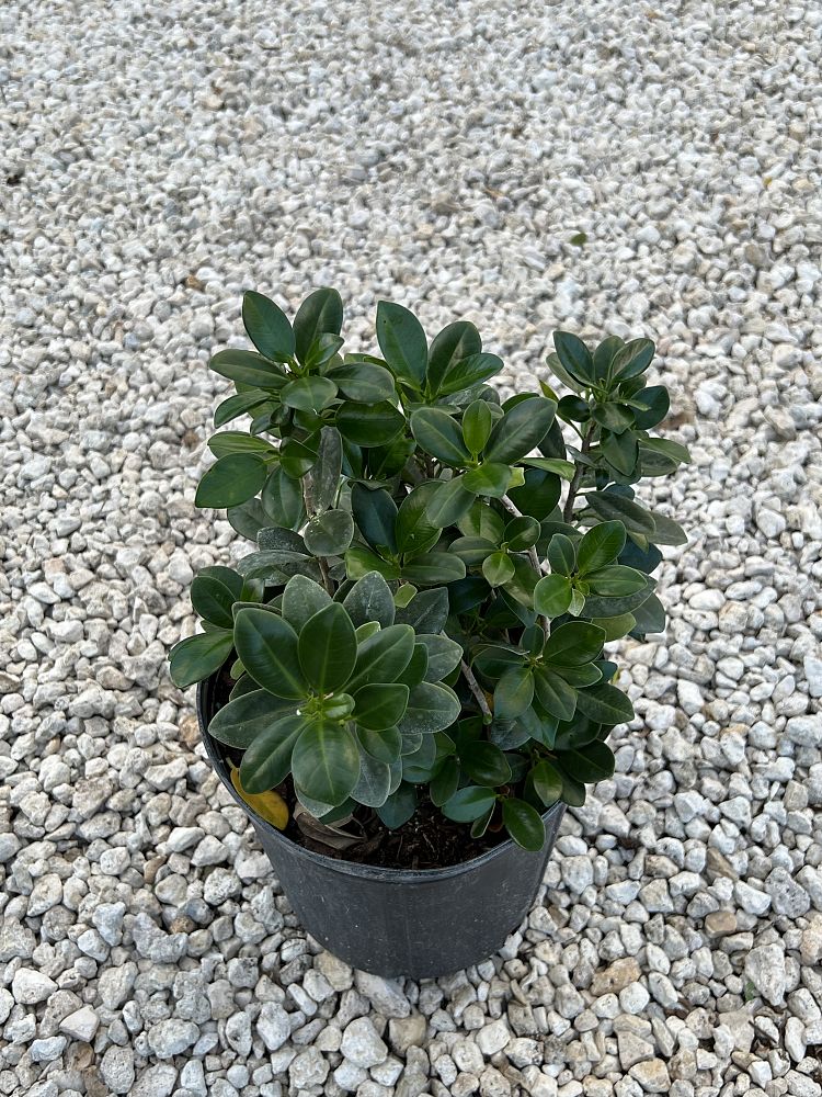 ficus-microcarpa-green-island-ficus-green-island